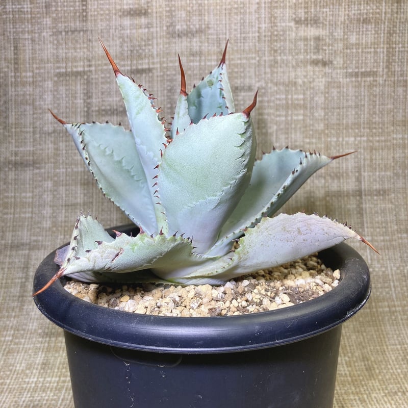 アガベ ドラゴントゥース 15センチ鉢