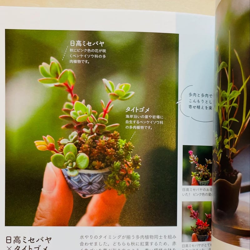 焙り出し　みつ豆鉢 焙り出し みつ豆鉢