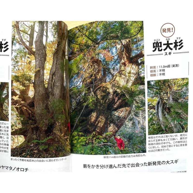 巨樹・巨木図鑑 一度は訪れたい、全国の大樹たち | わおん書房