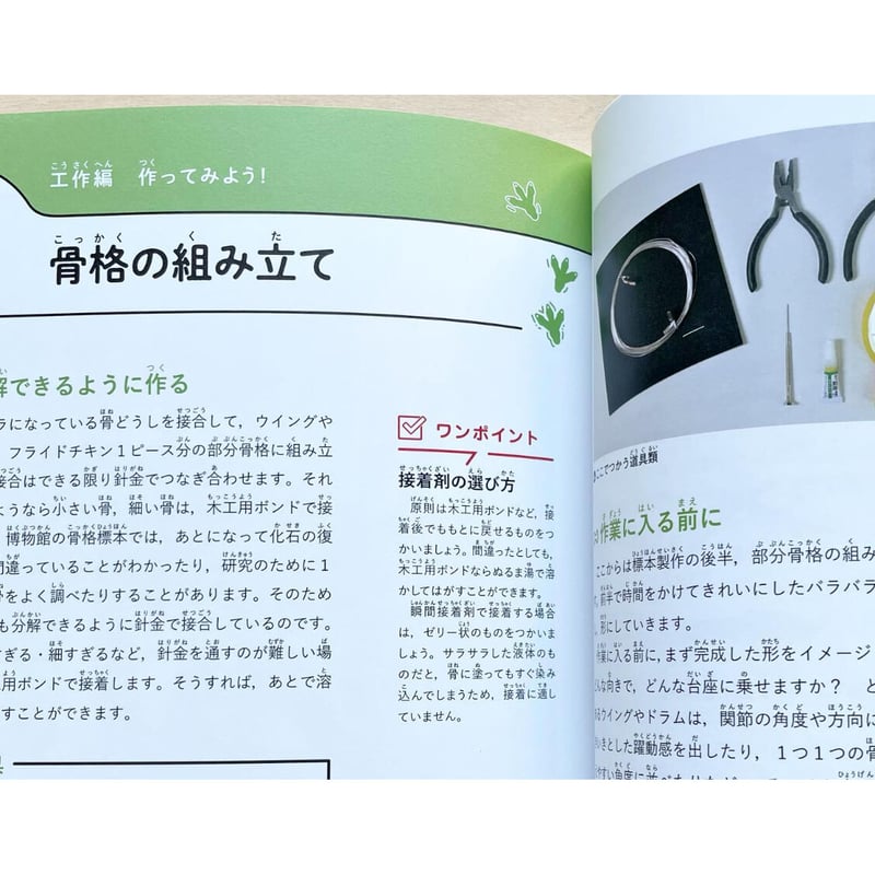 作ろう！ フライドチキンの骨格標本 | わおん書房ONLINE SHOP
