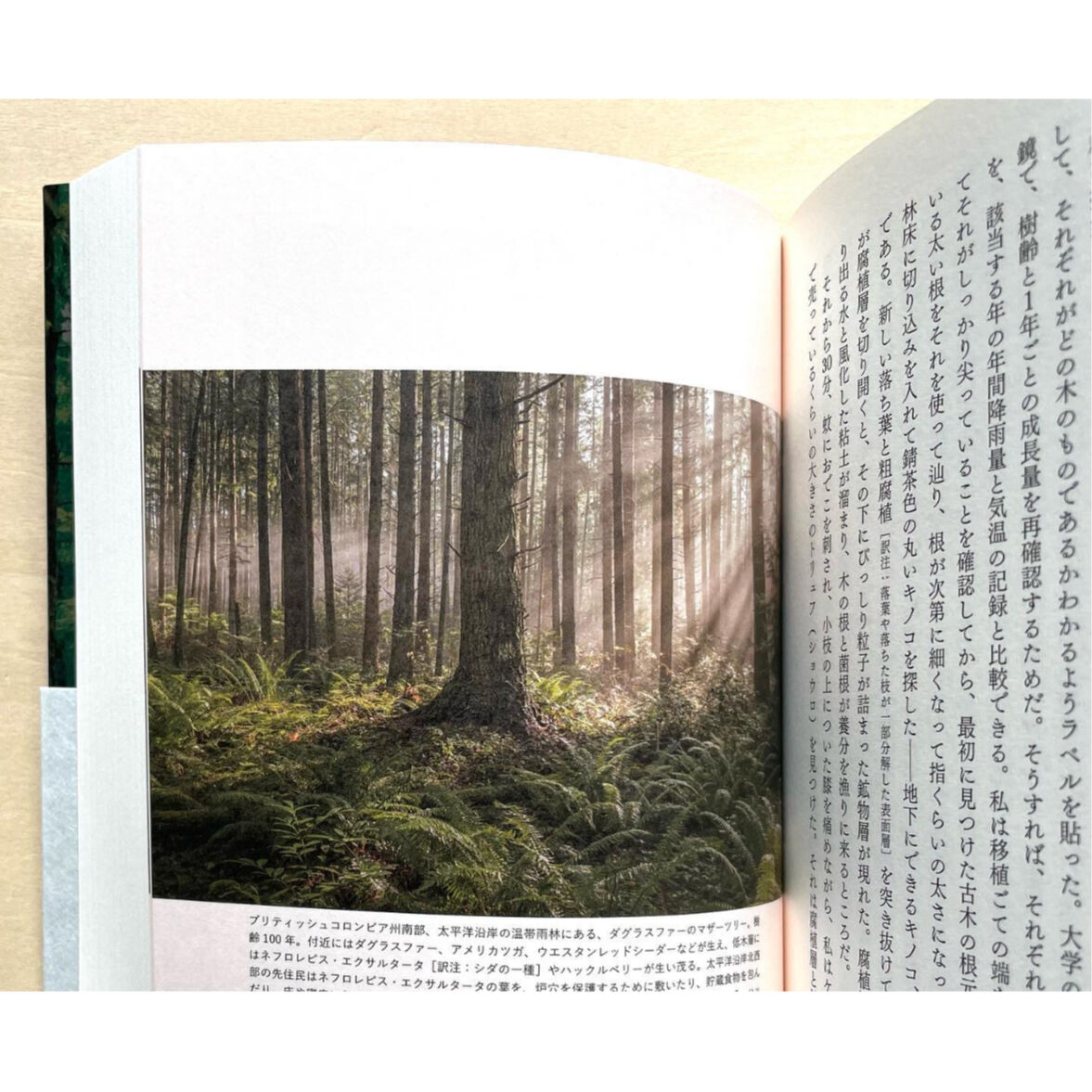 マザーツリー 森に隠された「知性」をめぐる冒険 | わおん書房ONLINE SHOP