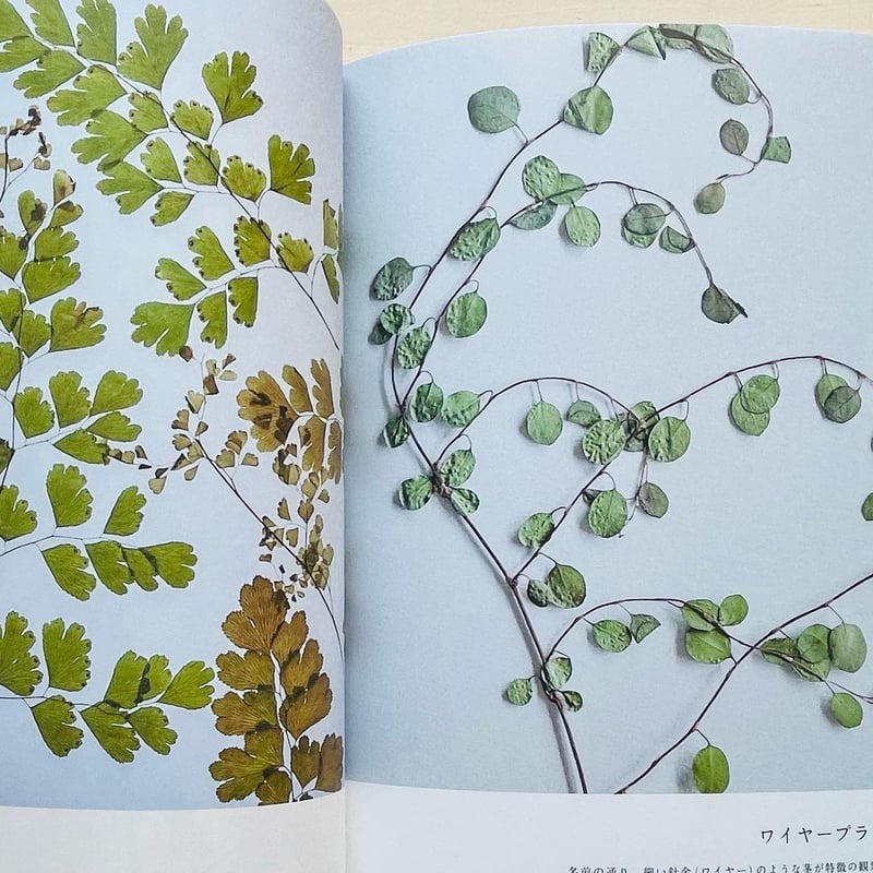 押し花技法書セット　8冊 Amazon | 押し花キット 誰でも簡単 押し花を手軽に楽しみたい方