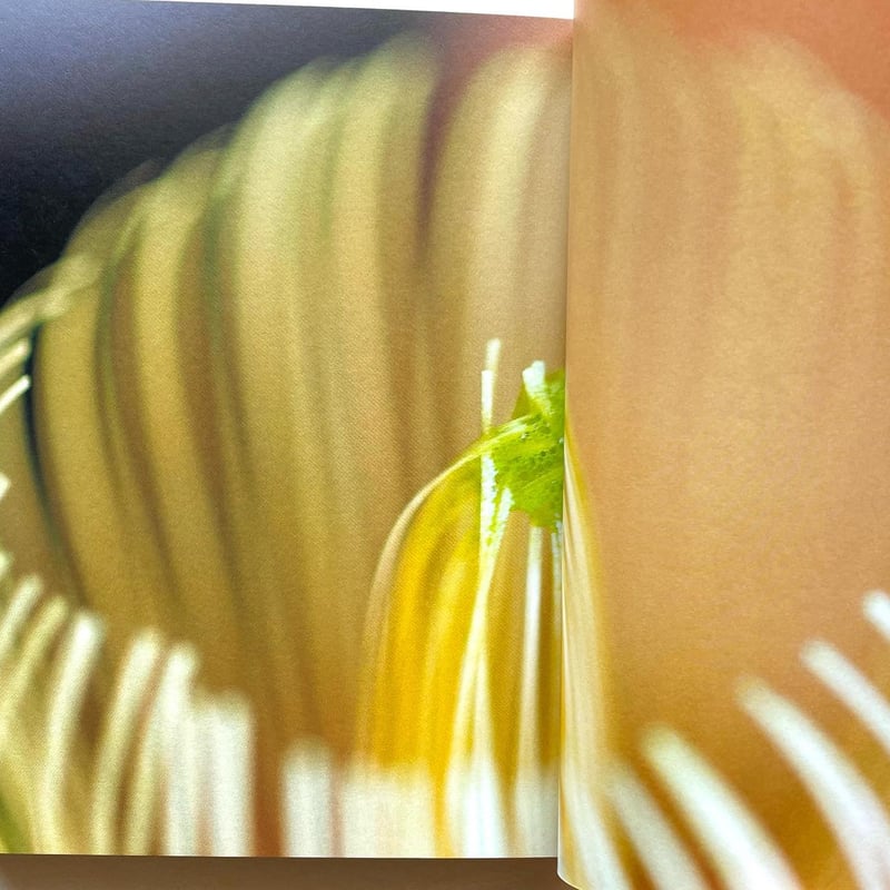 茶の湯と音楽   /思文閣出版/岡本文音（単行本） 茶の湯と音楽｜出版｜思文閣 美術品・古書古典籍の販売・買取