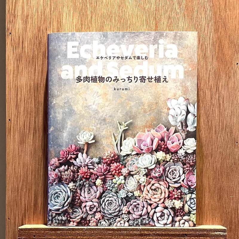 多肉植物 寄せ植え エケベリア・セダム IMG_2977.jpg