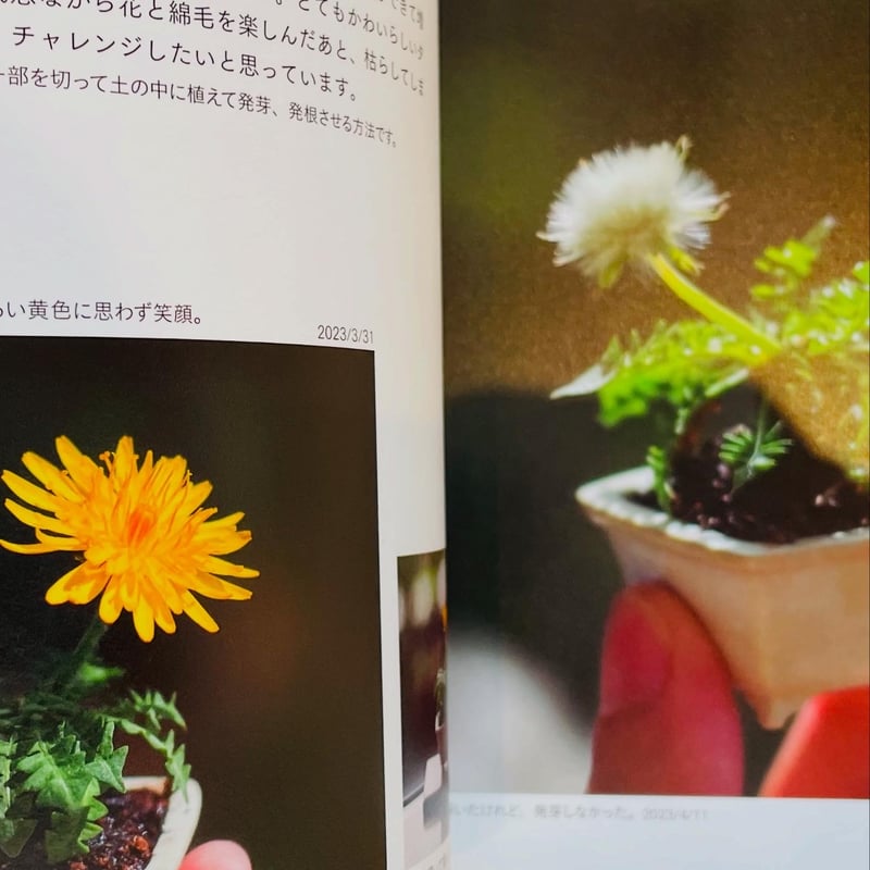 ベランダで豆盆栽鉢で楽しむ ゆびのさきにかわいいみどり | わ