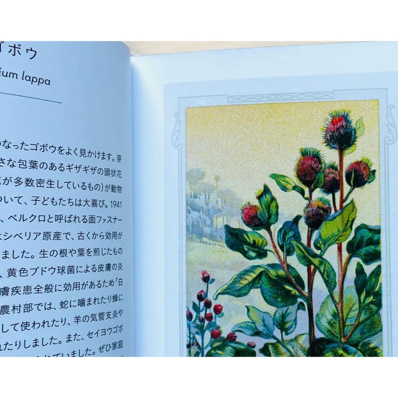 ちいさな手のひら事典 薬草 | わおん書房ONLINE SHOP
