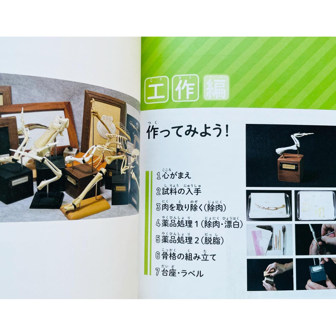 作ろう！ フライドチキンの骨格標本 | わおん書房ONLINE SHOP