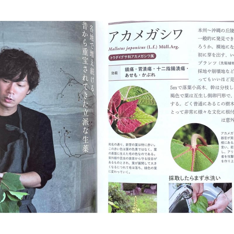 野草がハーブやスパイスに変わるとき | わおん書房ONLINE SHOP