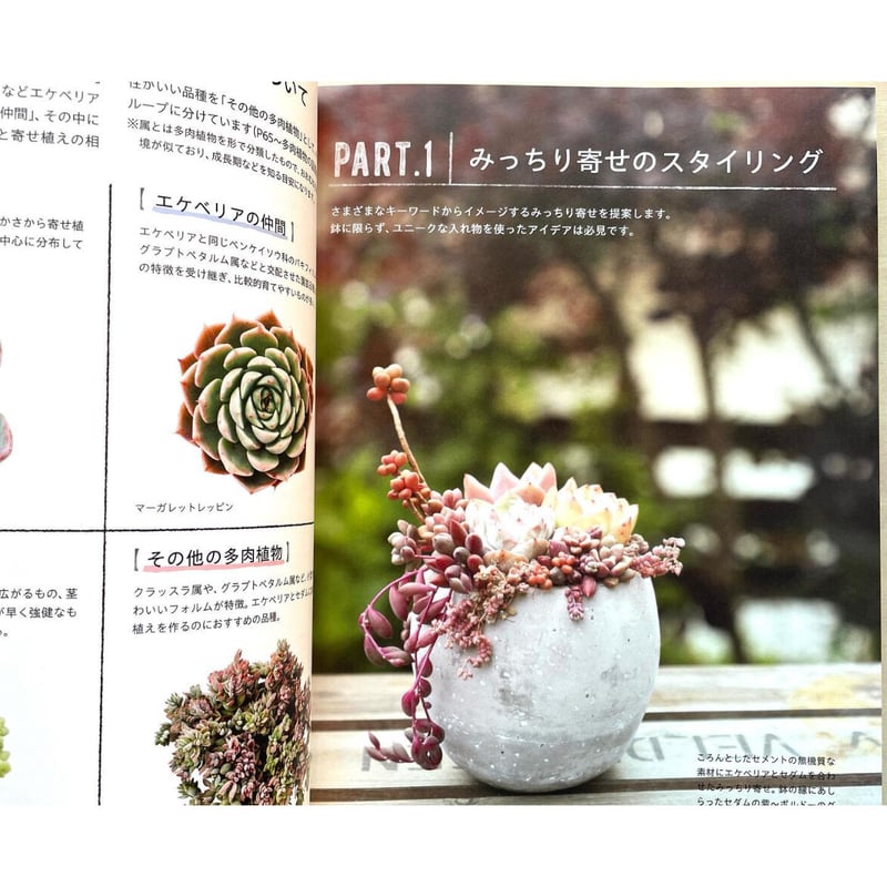 エケベリアやセダムで楽しむ 多肉植物のみっちり寄せ植え | わおん書房
