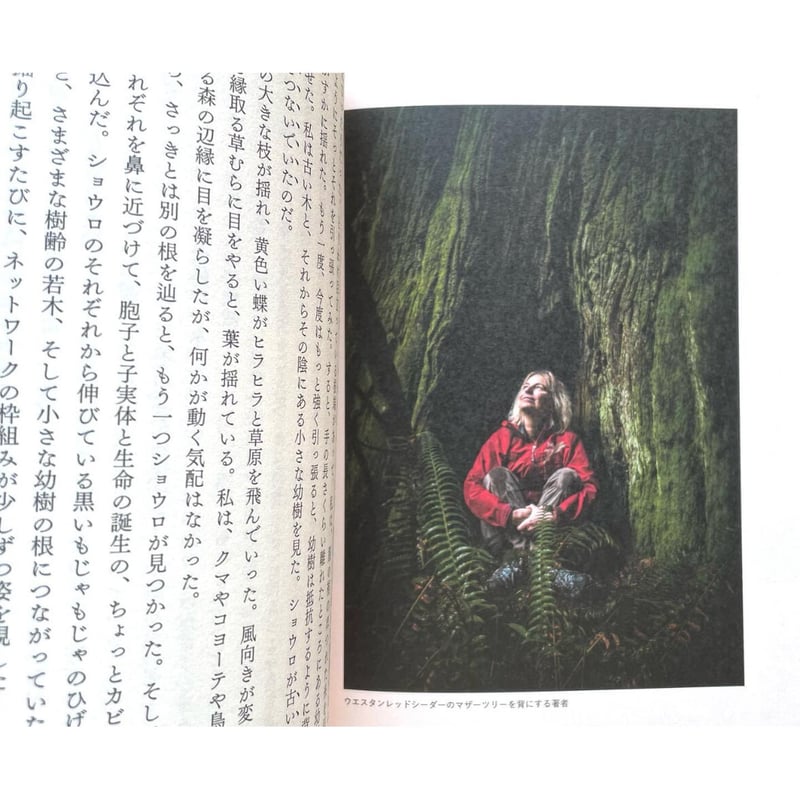 マザーツリー 森に隠された「知性」をめぐる冒険 | わおん書房ONLINE SHOP