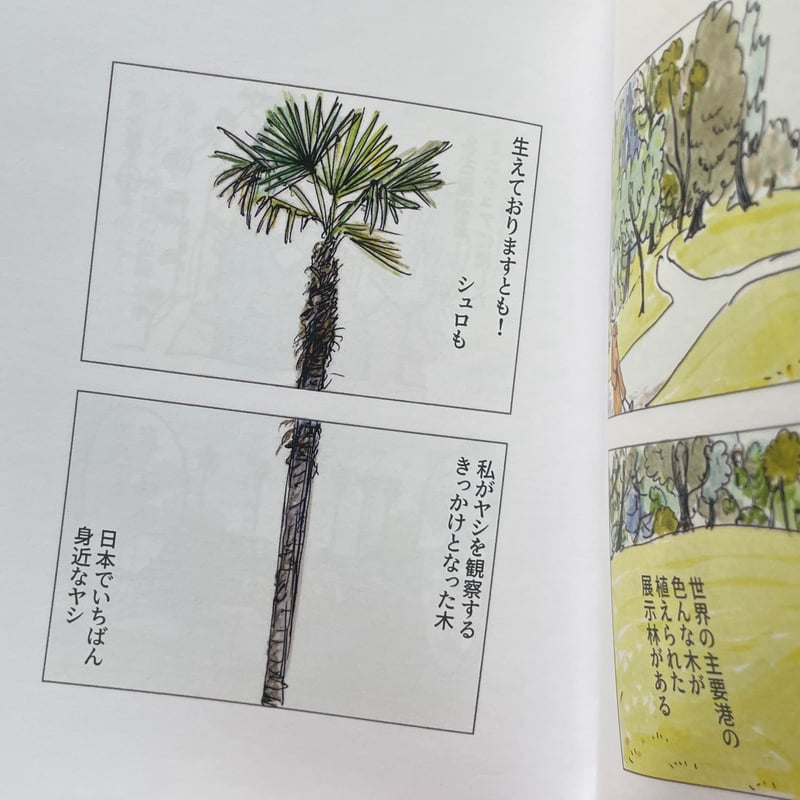 シュロの木 シュロ 3本セット 【公式通販】
