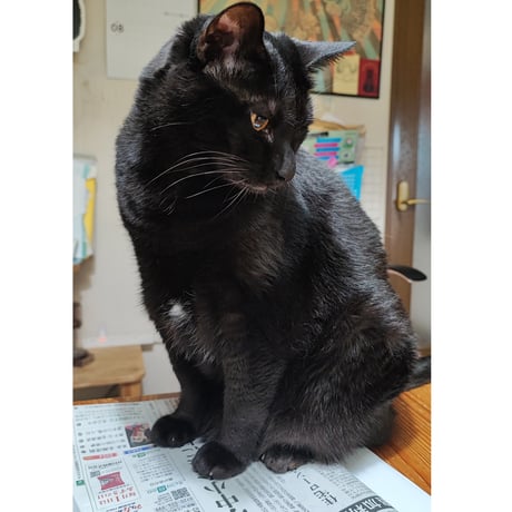 黒猫ロックレターセット　nemunoki paper item