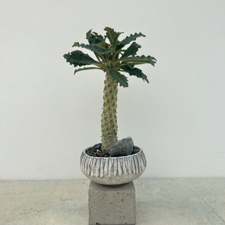 ドルステニア　ラブラニー　大株　美株 Yahoo!オークション -「ドルステニア ラブラニー」(観葉植物) の