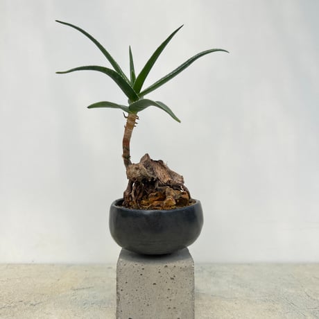 アロエ　ストリアツラ　カット苗　1本〜選べるまとめ買いページ Aloe Striatula の苗 (1点物） | 日本アロエセンター STORE