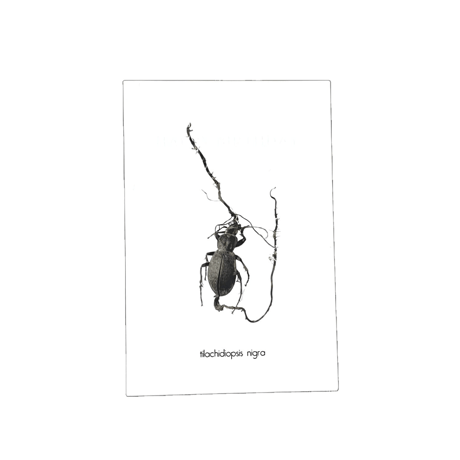 ＆NUT "CORDYCEPS[冬虫夏草]BIRTHDAYCARD"