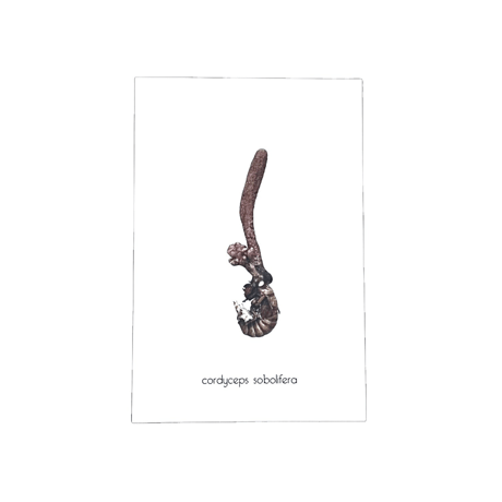 ＆NUT "CORDYCEPS[冬虫夏草]BIRTHDAYCARD"