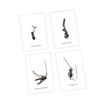 ＆NUT "CORDYCEPS[冬虫夏草]BIRTHDAYCARD"