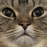 NOBUNYAGA STORE