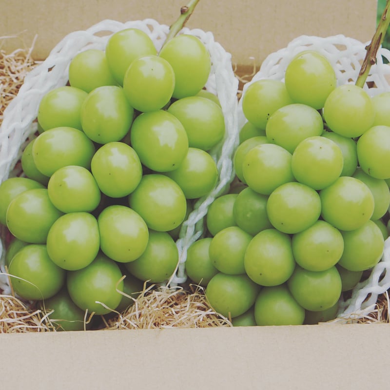 10月発送】シャインマスカット2房セット | okakifarm's STORE 10月発送】シャインマスカット2房セット | okakifarm's STORE