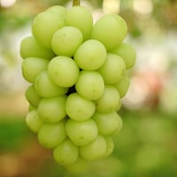 ご自宅用　雄宝１房