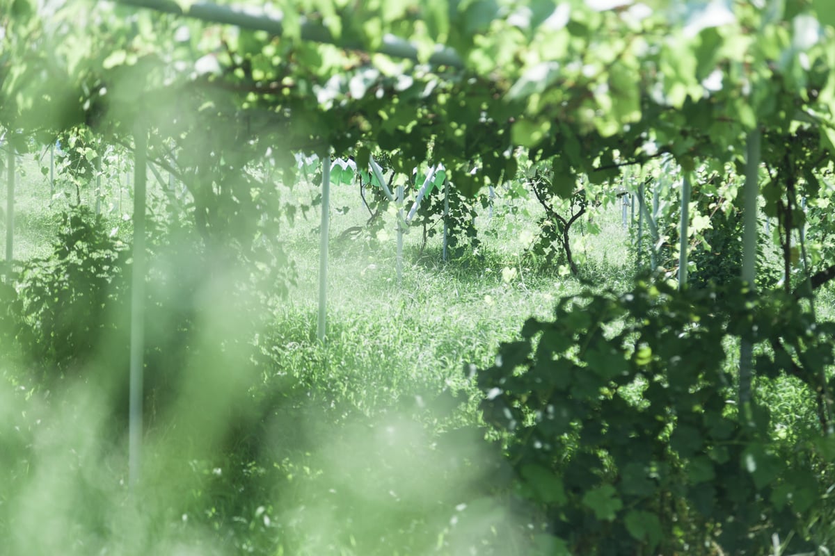 数量限定】クイーンルージュ®1房 | okakifarm's STORE