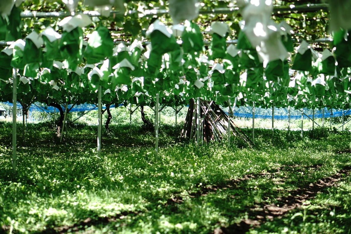 10月発送】シャインマスカット2房セット | okakifarm's STORE