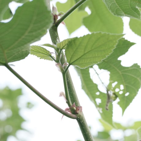 紙守茶  楮×カキドオシ ブレンド茶