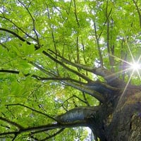 暴力的な人を術で縛って大人しくさせる