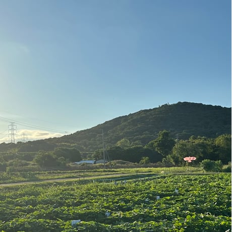令和8年度さつまいもの学校[全4回コース]