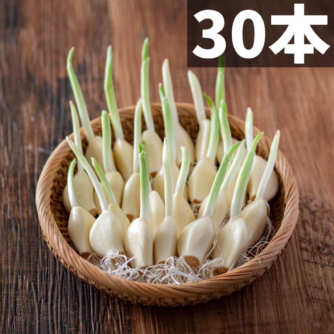 発芽にんにく３０本！！ レシピ付き スプラウト - 野菜