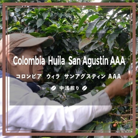 《送料￥200(メール便)》【コロンビア】ウィラ  サンアグスティンAAA（100g or 200g）中浅煎り
