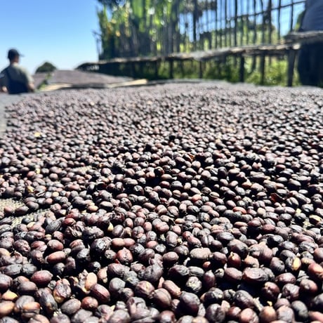 CATEGORY 500g | KOTO COFFEE ROASTERS