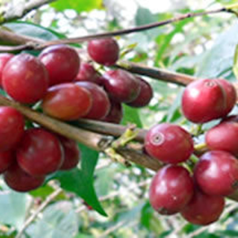 送料￥700(ゆうパック)》【コロンビア】フリオ・エルネスト・オラヤ