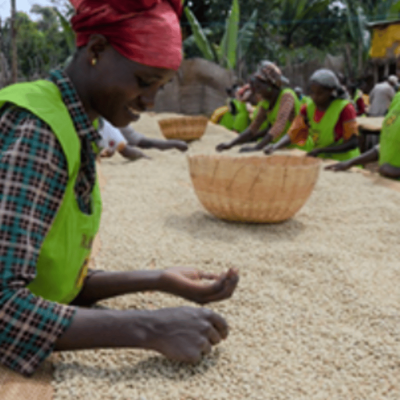 送料￥200(メール便)》【エチオピア】ウォルカ サカロ FW（150g）Candy