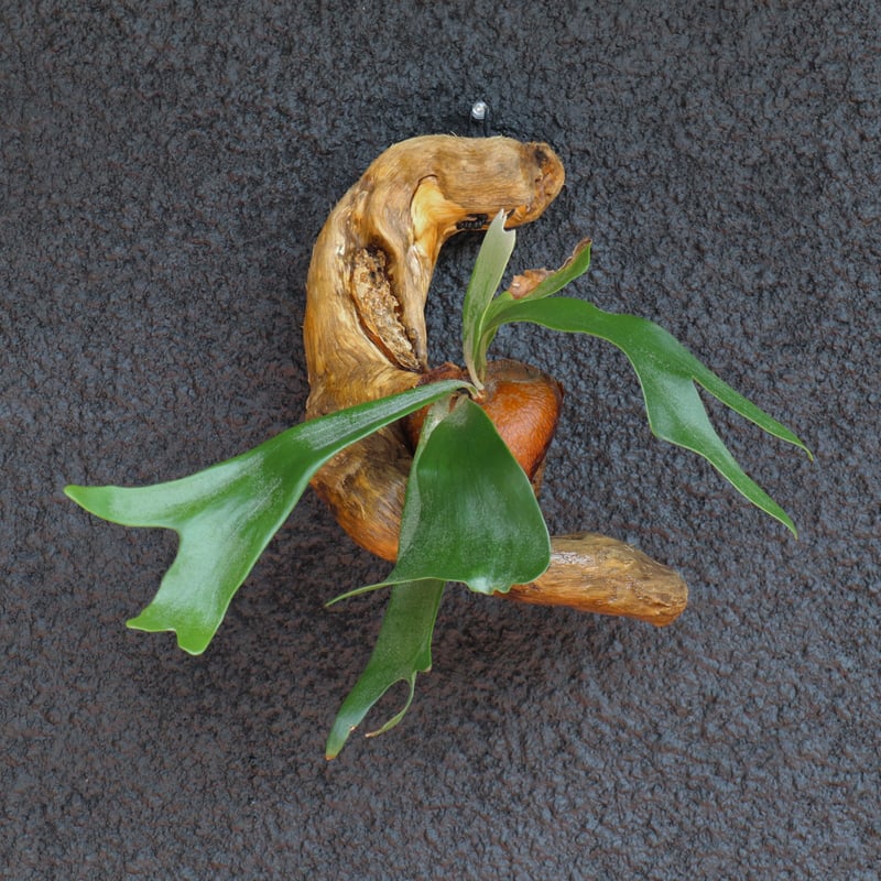 リドレイ ビカクシダ 流木 2025.7/7〜】板付ビカクシダ P. Ridleyi dwarf silver 流木 |