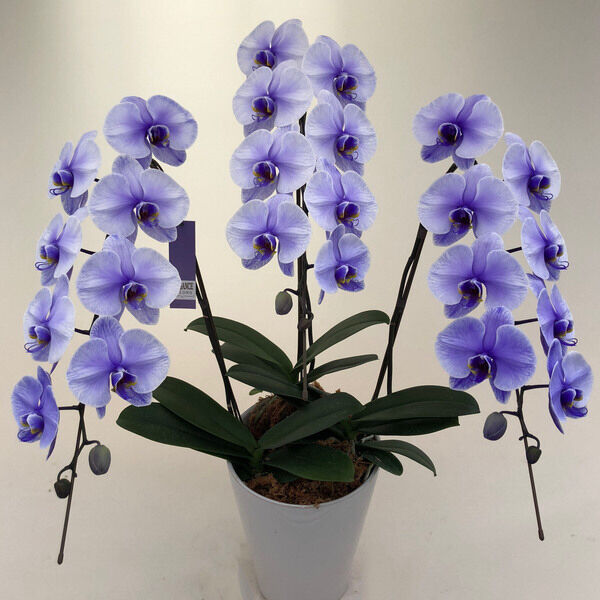 よしよし！ゆりと胡蝶蘭(夏のバカンス！) よしよし！ゆりと胡蝶蘭(夏のバカンス！) よしよし！ゆりと胡蝶