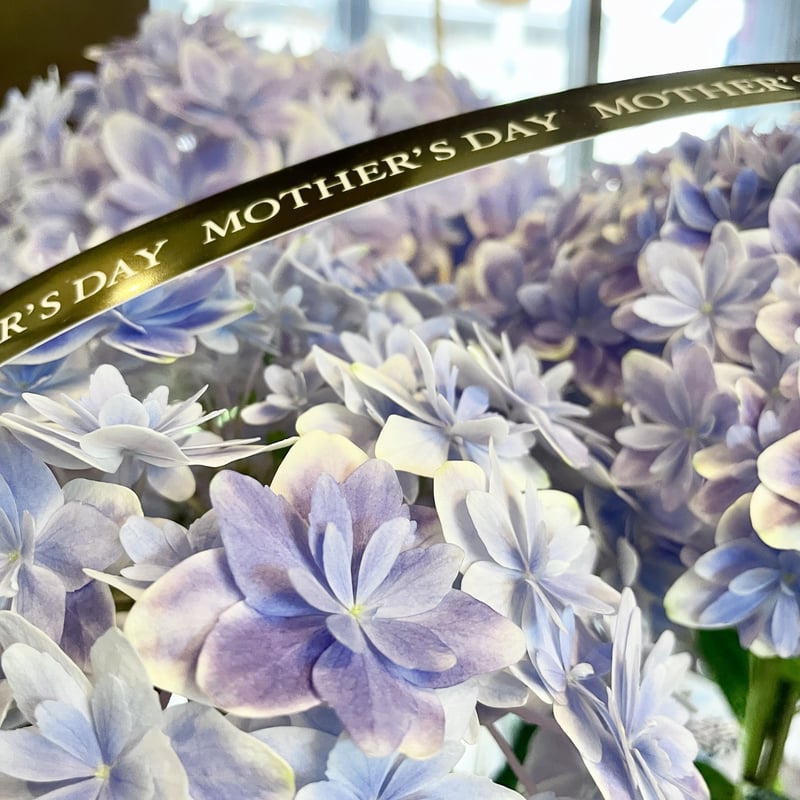 島根県 ブランド紫陽花 万華鏡 【ピンク】【ブルー】 | 花fusa