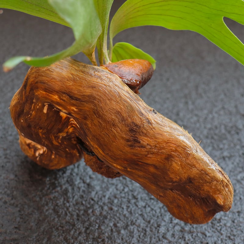 ビカクシダ 流木 SFDW007 | 花fusa - オンラインストア