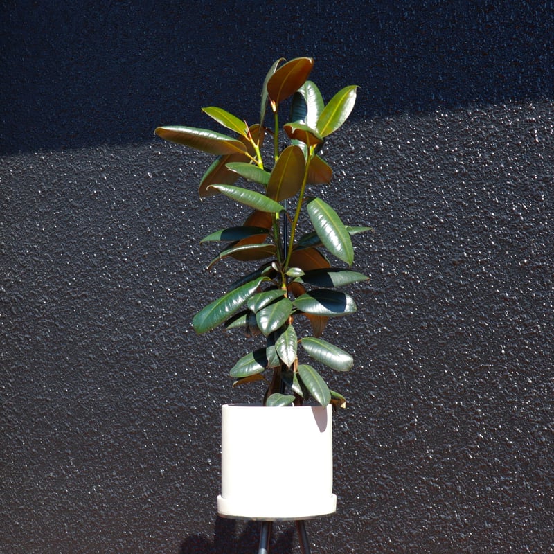 ゴムの木 FEBU002 | 花fusa - オンラインストア ゴムの木 FEBU002 | 花fusa - オンラインストア