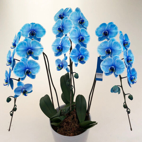 幸せを運ぶ胡蝶蘭 エレガンスシリーズ 3本立ち | 花fusa - オンライン