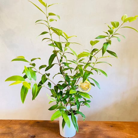 CATEGORY 鉢花・寄せ植え | 花fusa - オンラインストア