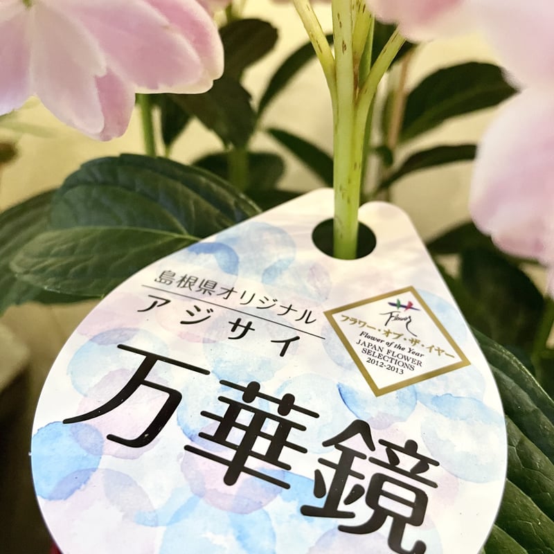 島根県 ブランド紫陽花 万華鏡 【ピンク】【ブルー】 | 花fusa