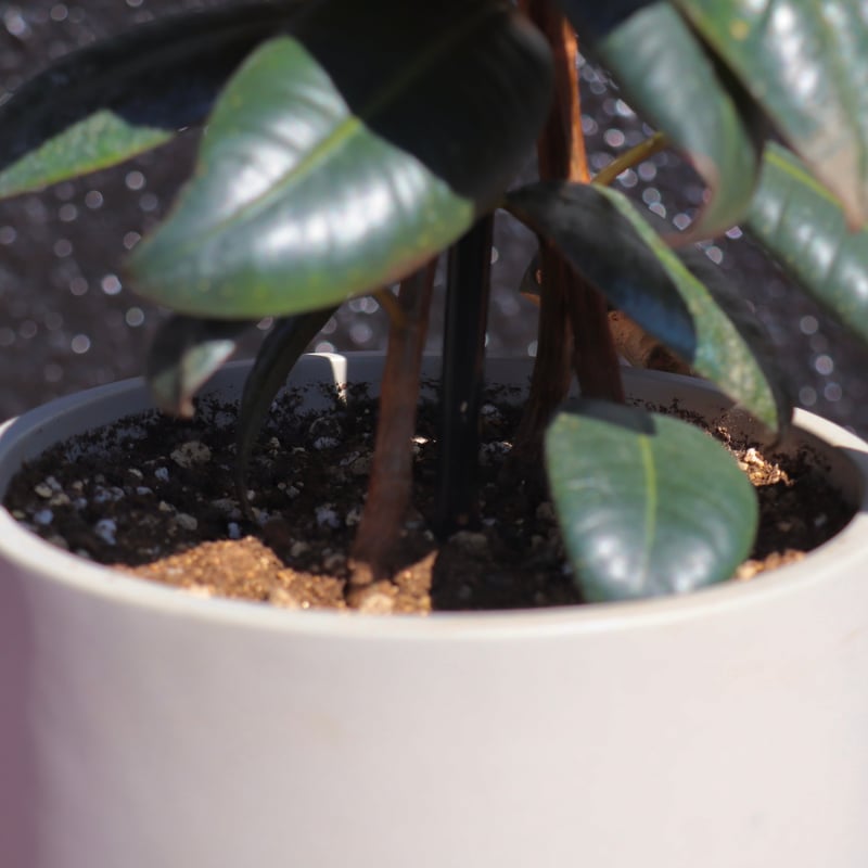 ゴムの木 フェイクグリーン ゴムの木 160cm 【大型宅配便・送料無料】 DEPOS