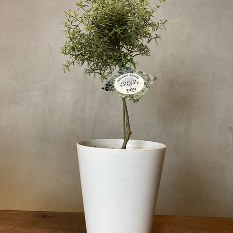 草葉文花器 BARREL公式 防水LED電球 植物育成ライト SUN 塊根植物 観葉植物