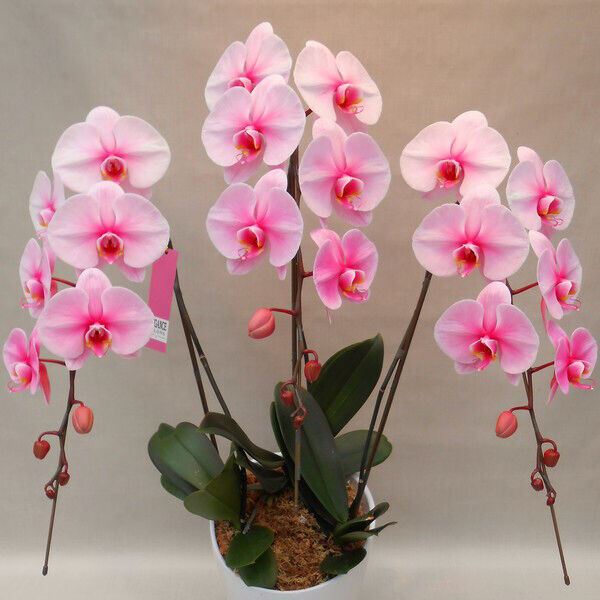幸せを運ぶ胡蝶蘭 エレガンスシリーズ 3本立ち | 花fusa - オンライン