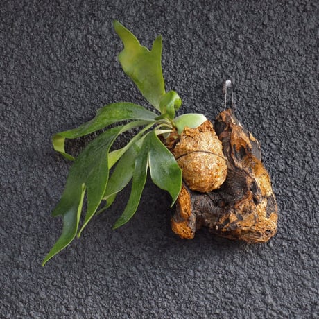 ビカクシダ 木製ボード付き マキタ makita 18V 充電式クリーナ CL182FDZW 用 モータ