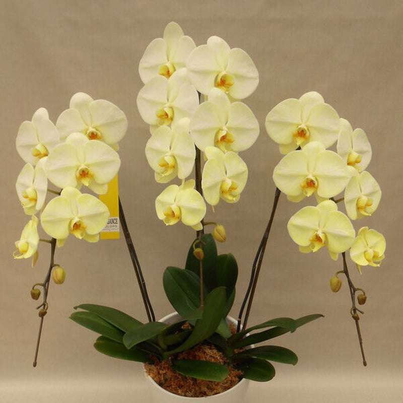幸せを運ぶ胡蝶蘭 エレガンスシリーズ 3本立ち | 花fusa - オンライン