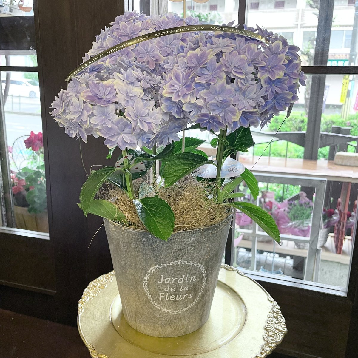 紫陽花　美品 島根県 ブランド紫陽花 万華鏡 【ピンク】【ブルー】 | 花fusa