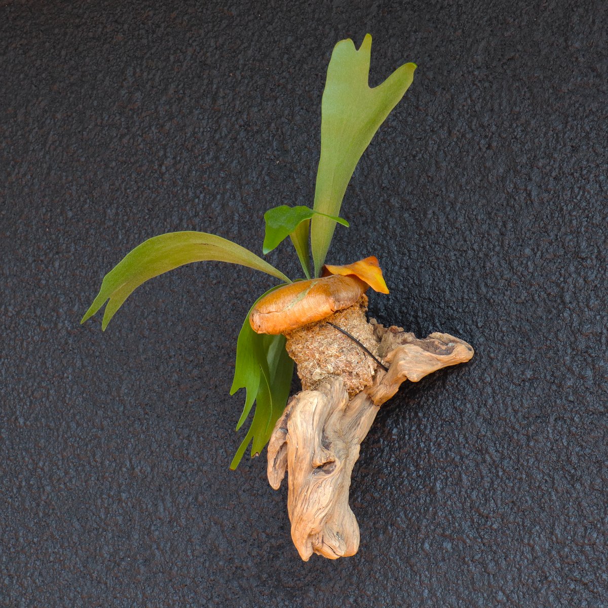 大株 ビカクシダ 流木付き ワイヤーフック付き 大株 ビカクシダ 流木