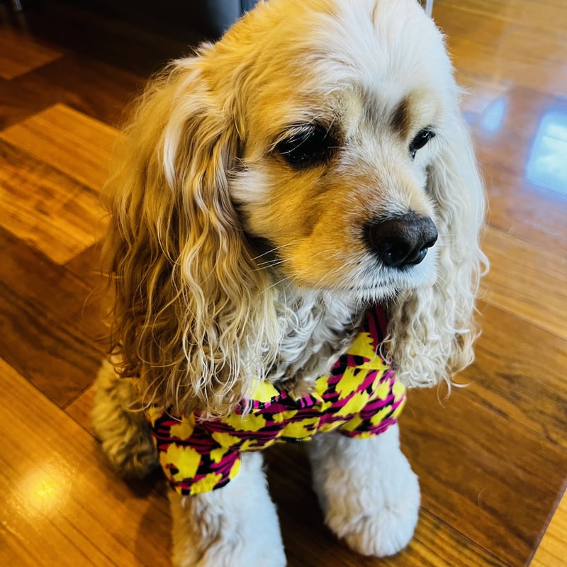 犬用 オシャレな柄シャツ | JOEL Closet